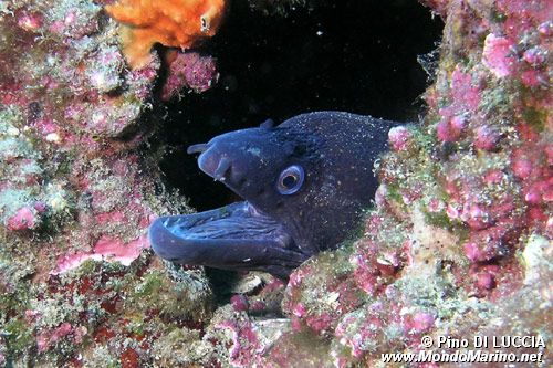 Murena (Muraena helena)