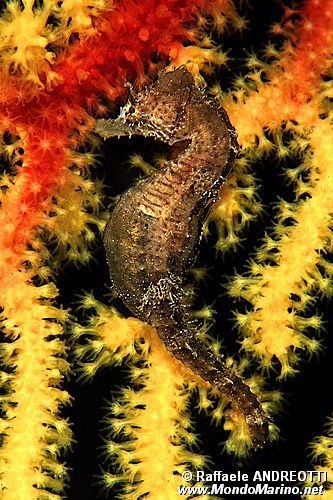 Cavalluccio marino (Hippocampus hippocampus)