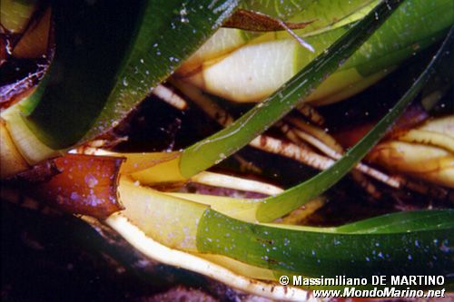 Posidonia (Posidonia oceanica)