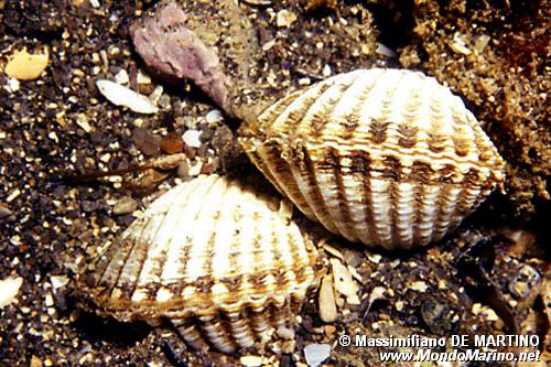 Cuore di laguna (Cerastoderma glaucum)