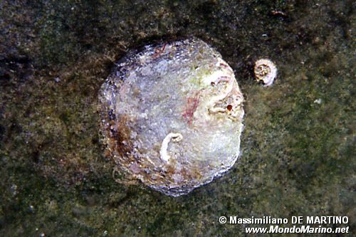 Ostrica cipollina (Anomia ephippium)