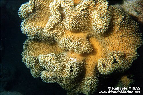 Corallo di cuoio (Sarccophiton trocheliophorum)